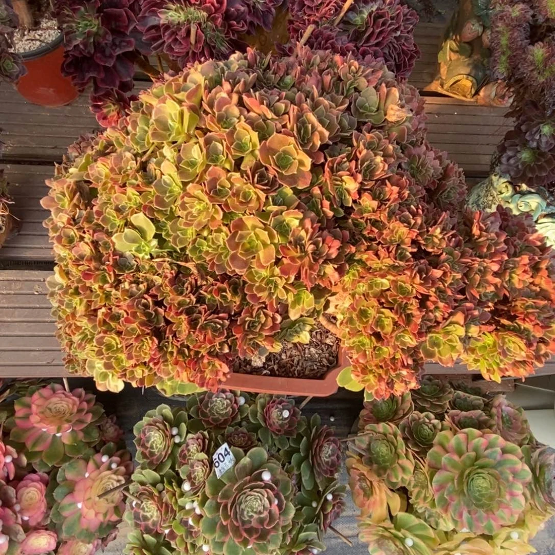 无花朵玫瑰朵朵缀化