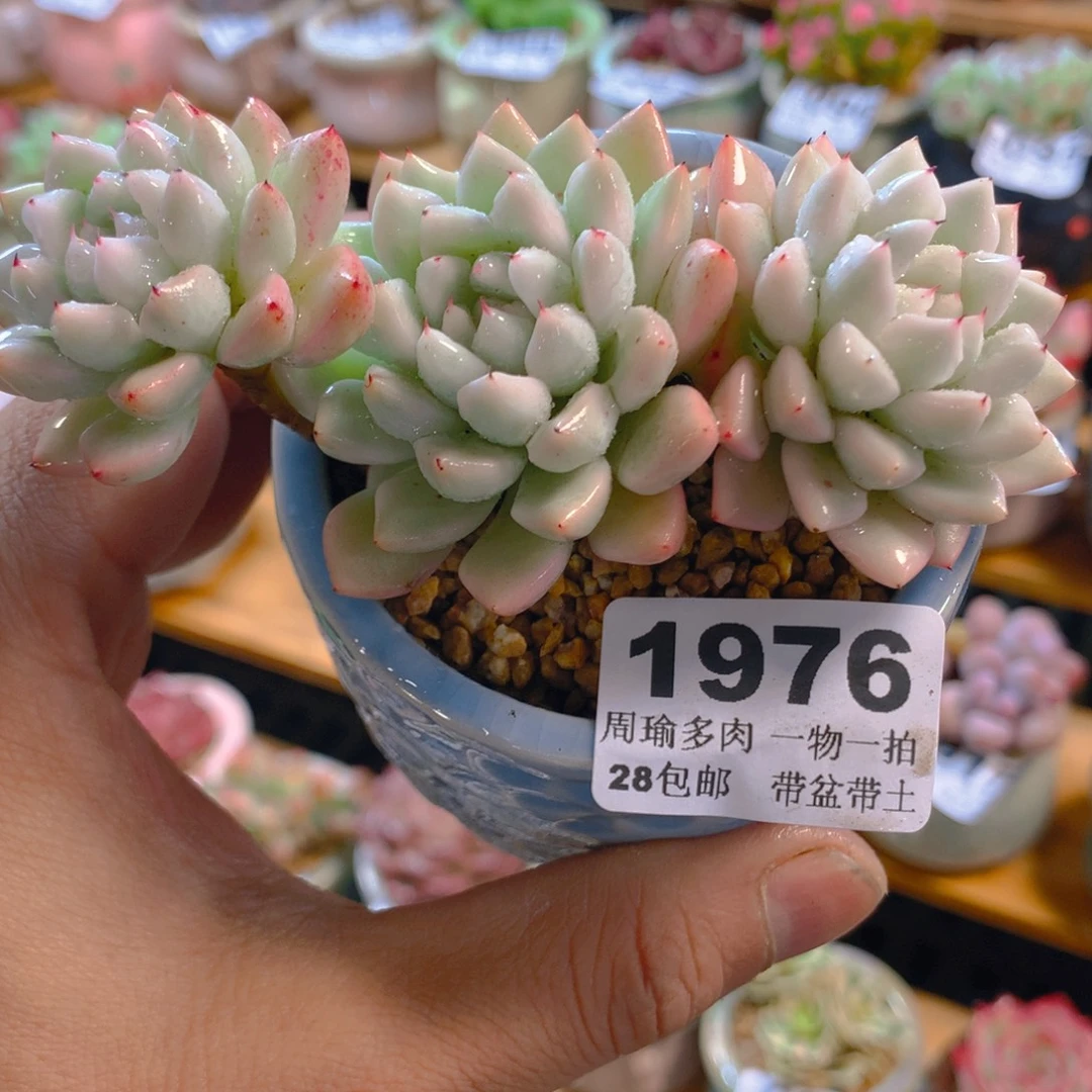 精控多肉植物1976