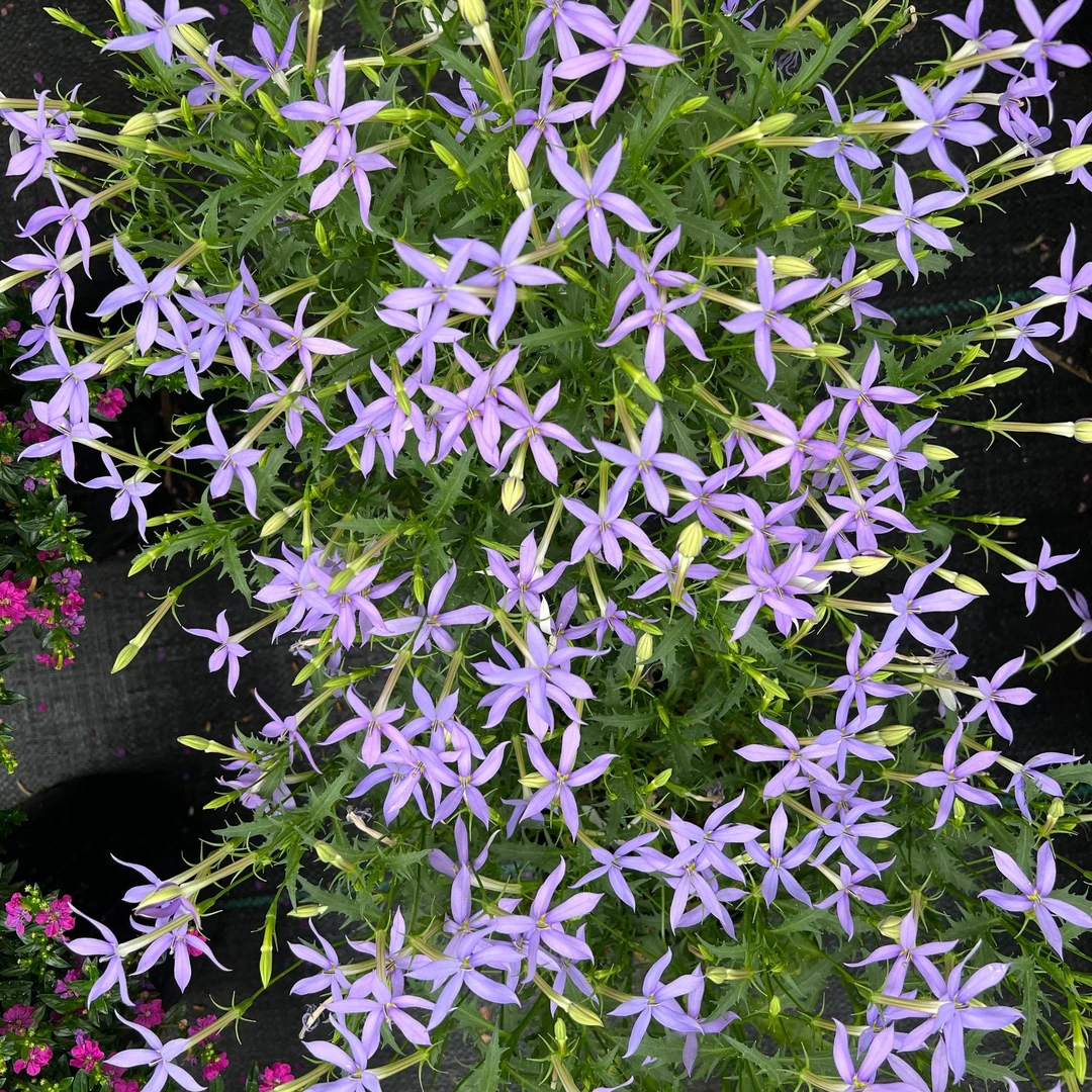 新品 彩星花  易复花 开花机器 阳台庭院耐热耐寒花期长花量大