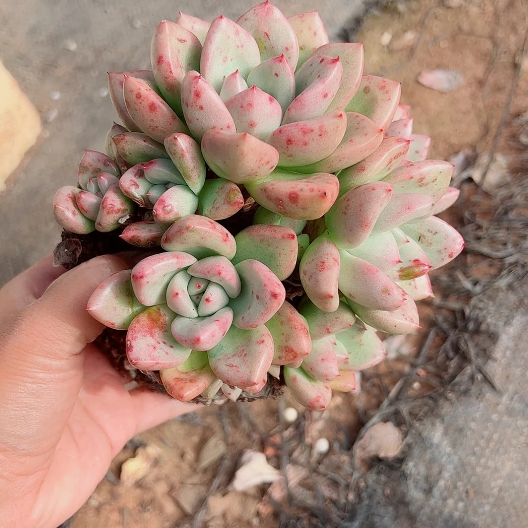奶油鳄梨，一物一拍