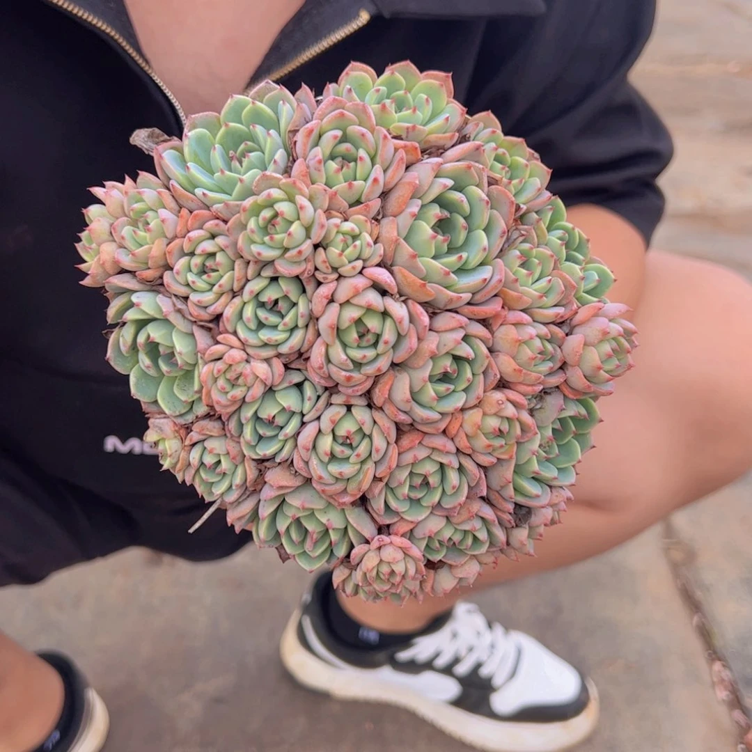 娜娜小勾整装手捧