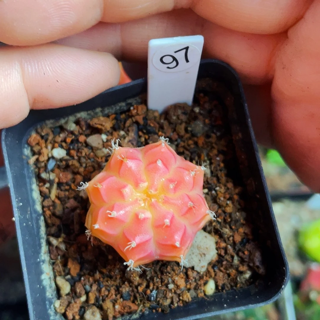 非偏远地区满25包邮裸根发货