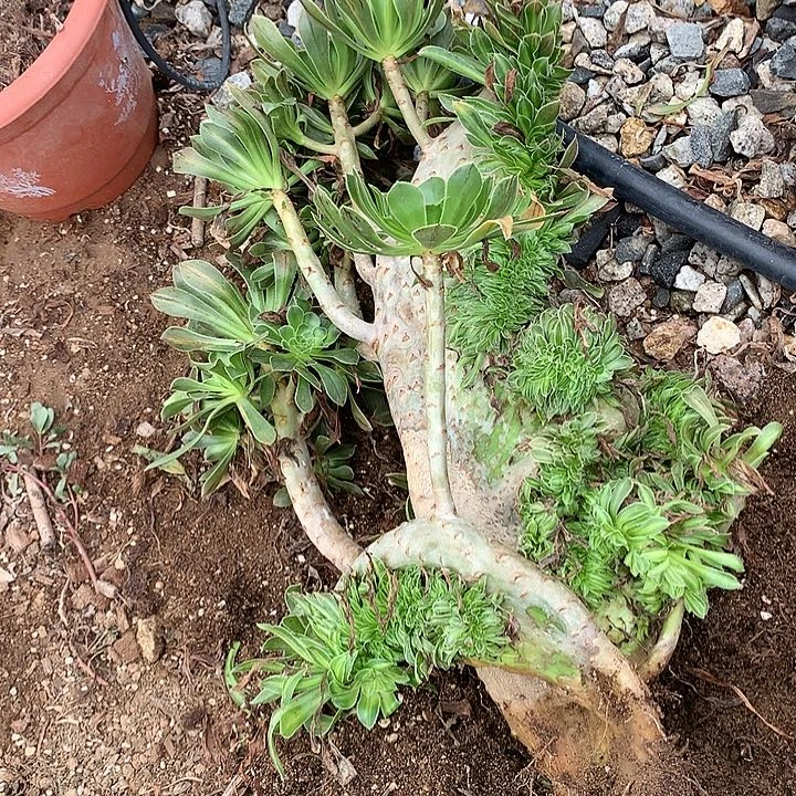 瑕疵碧螺春缀化脱土发货啊