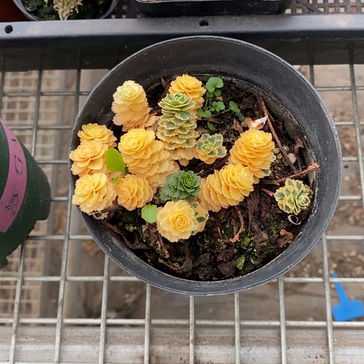 别****想伯克利和格蕾特等著名音乐