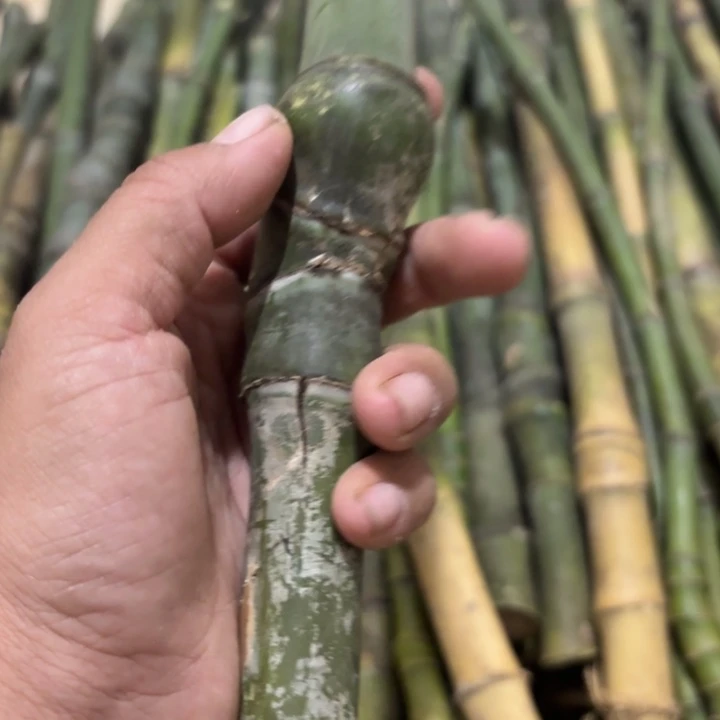 武***旭实心竹竹竹竹竹竹竹竹竹竹