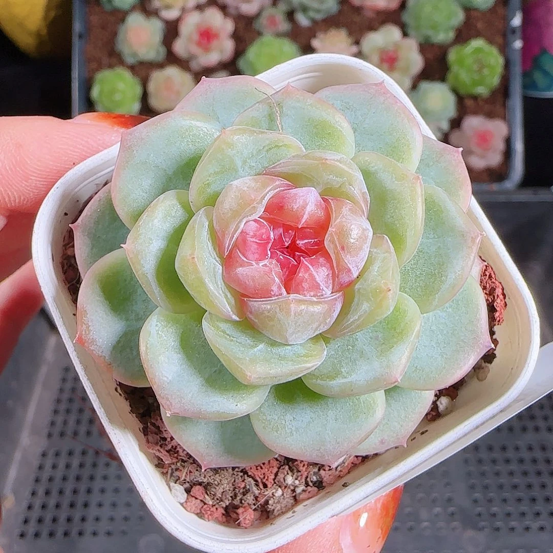 1023--171舒月一物一拍