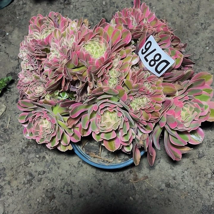 女巫法师28////36包邮