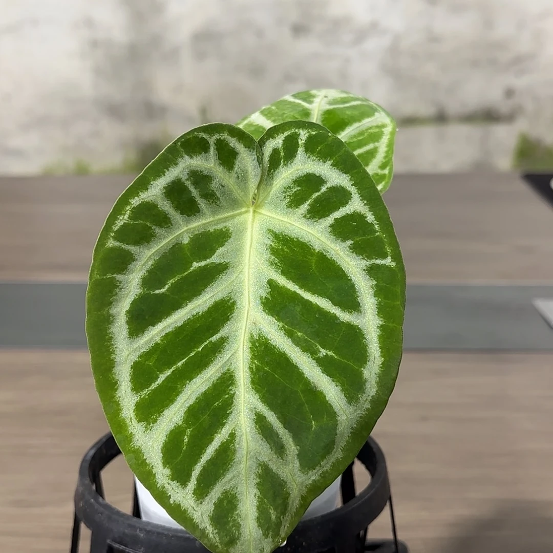 无花朵撕裂纹杂铜锣烧花烛