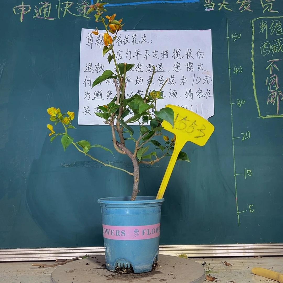 当前无花栽培后可以开花造型 凤凰 1553