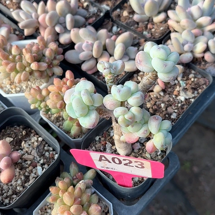 玛***?zv x c b c x f 023