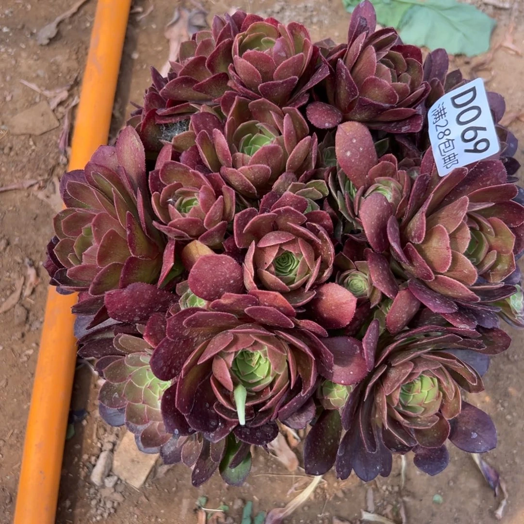 069多肉    沙拉碗