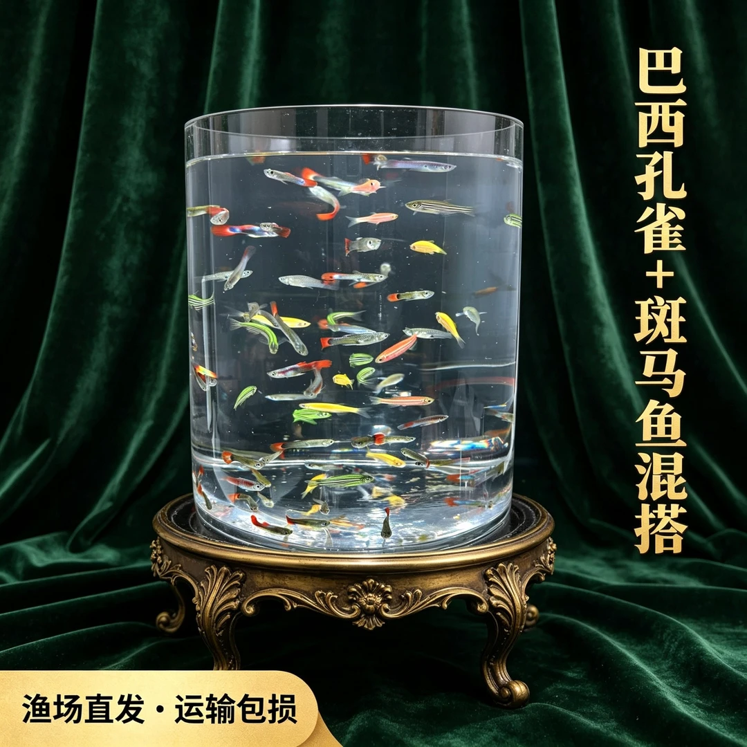 【孔雀鱼+斑马鱼】纯种孕母小型观赏鱼组合热带米奇鱼玛丽金鱼新手
