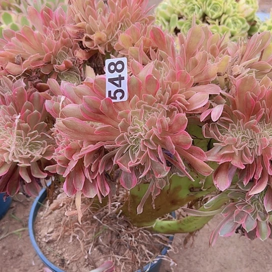 爱***辣多肉植物一个法师