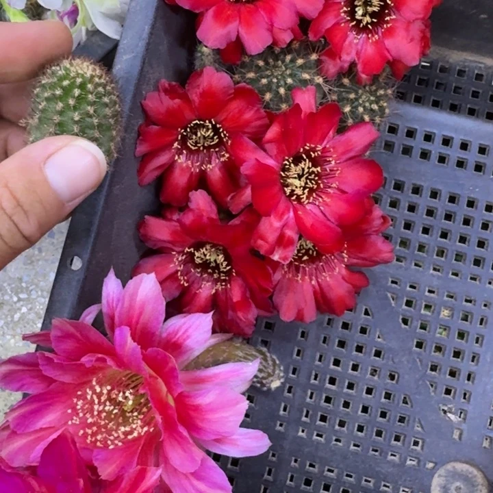 240白檀血色浪漫2个无根侧牙，20包邮