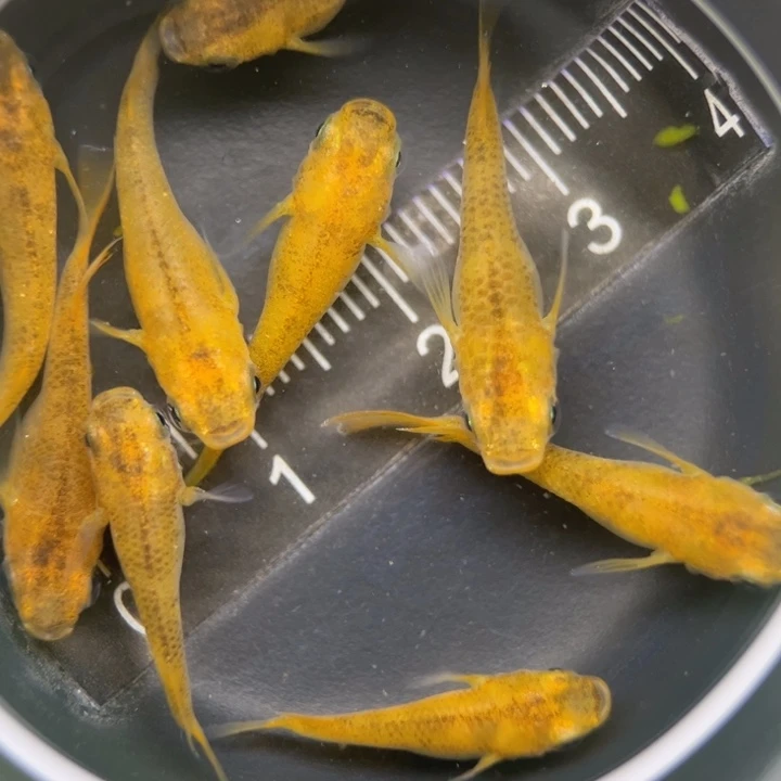 海水鱼赤虎球球35号