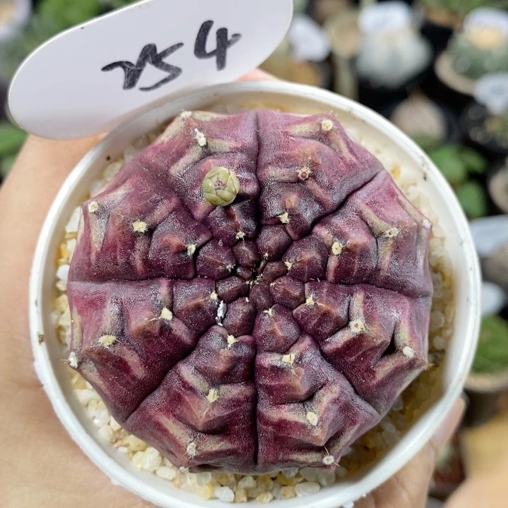 254号紫皮梦想6cm