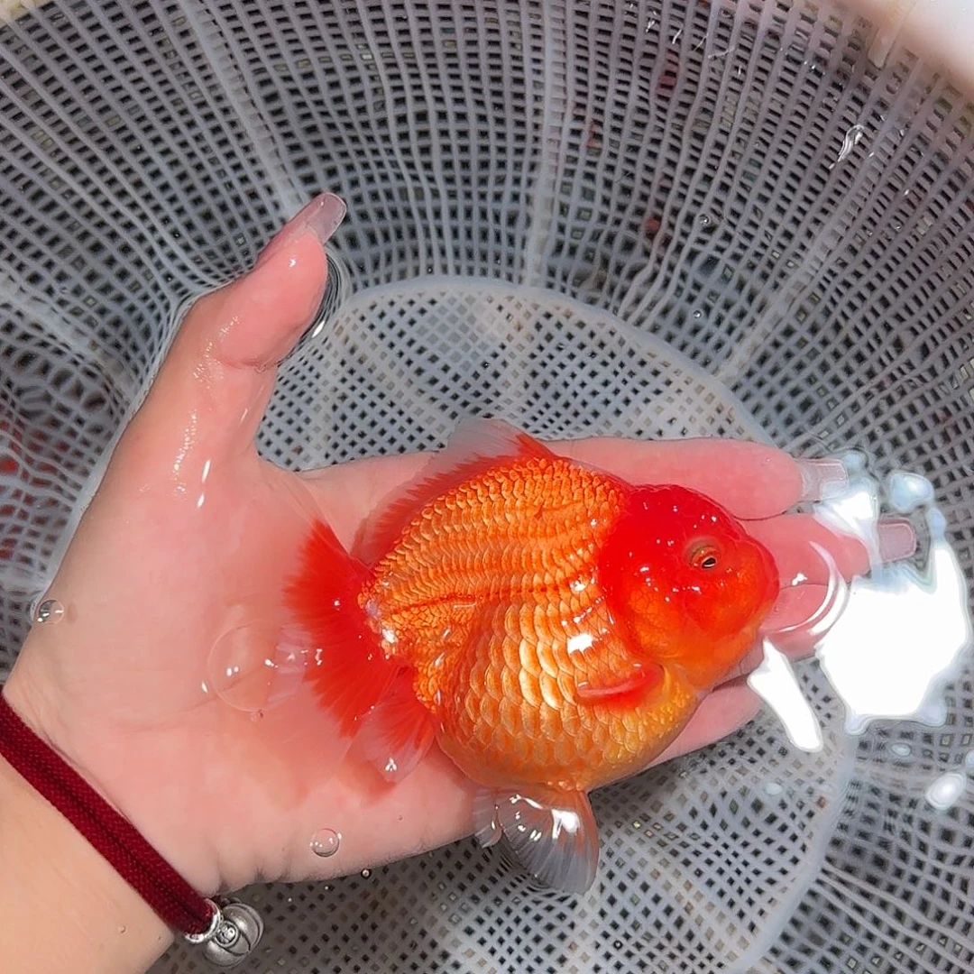 金鱼亚成短尾将军狮子