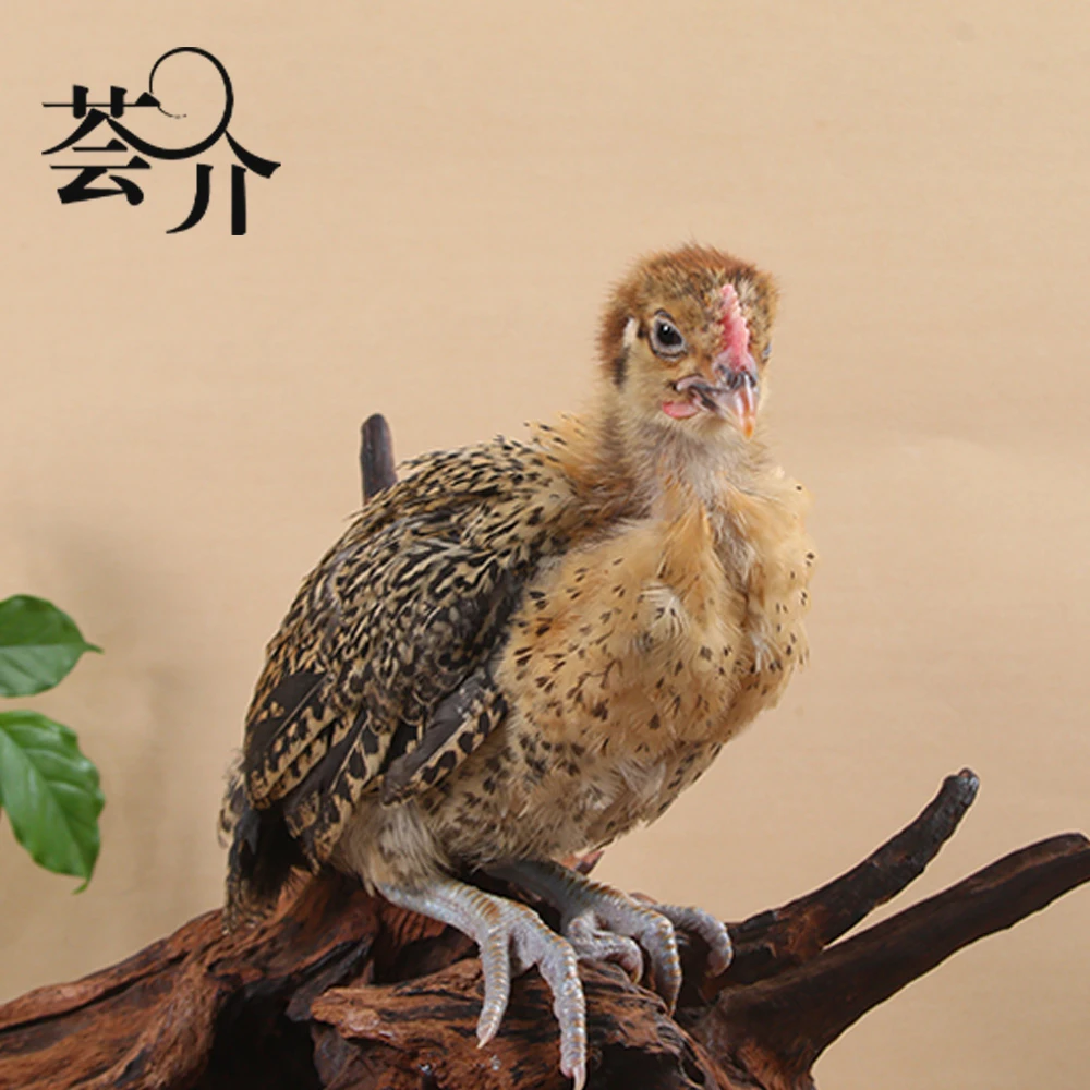 低温培育长尾鸡长尾麻鸡250g左右发货包邮