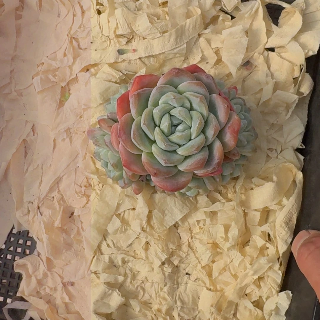 伶**球12厘米的尺寸一物拍的