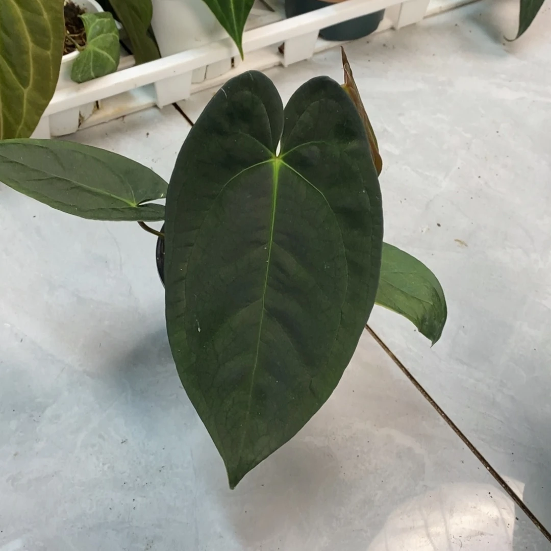 不开花植物不知名38（活动不售后）