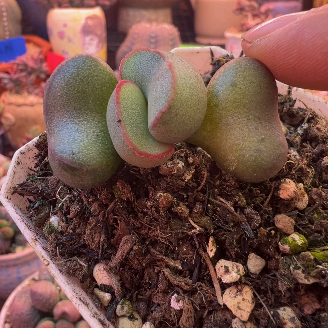 一组自拍，感谢支持