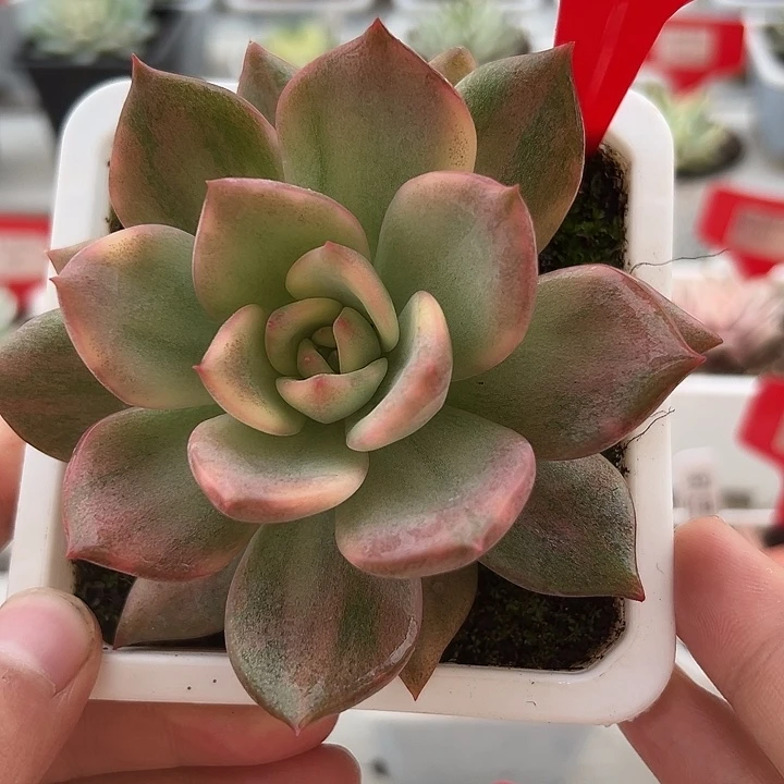 3167韩卡梅拉锦多肉植物