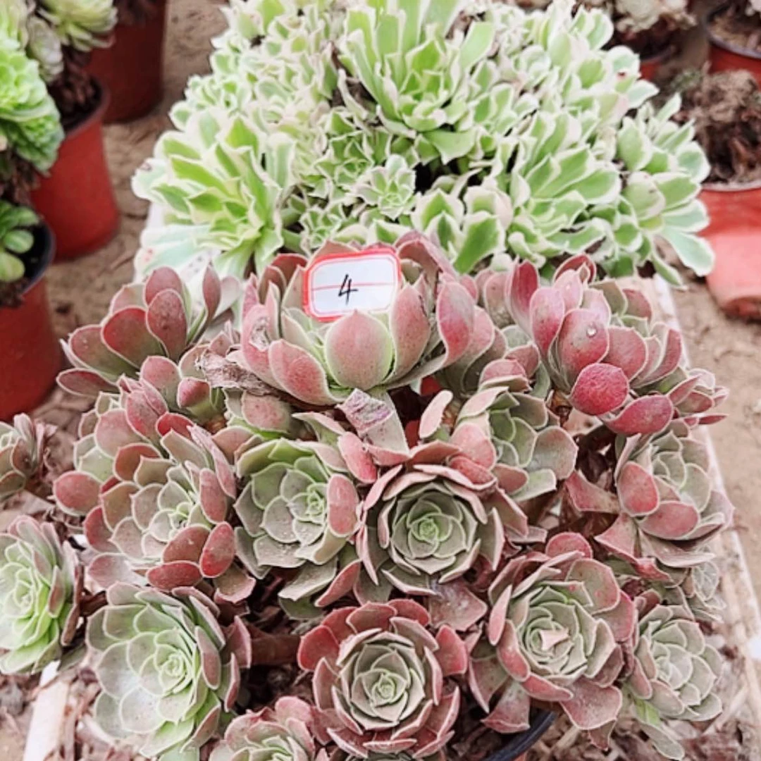 【闪购商品】无花朵4号套餐2颗多肉植物