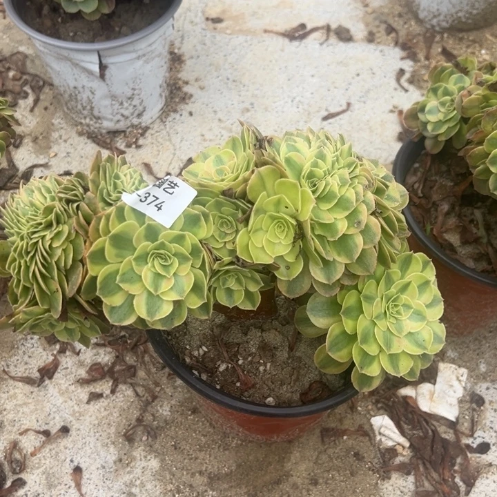 雨荷缀多肉植物374