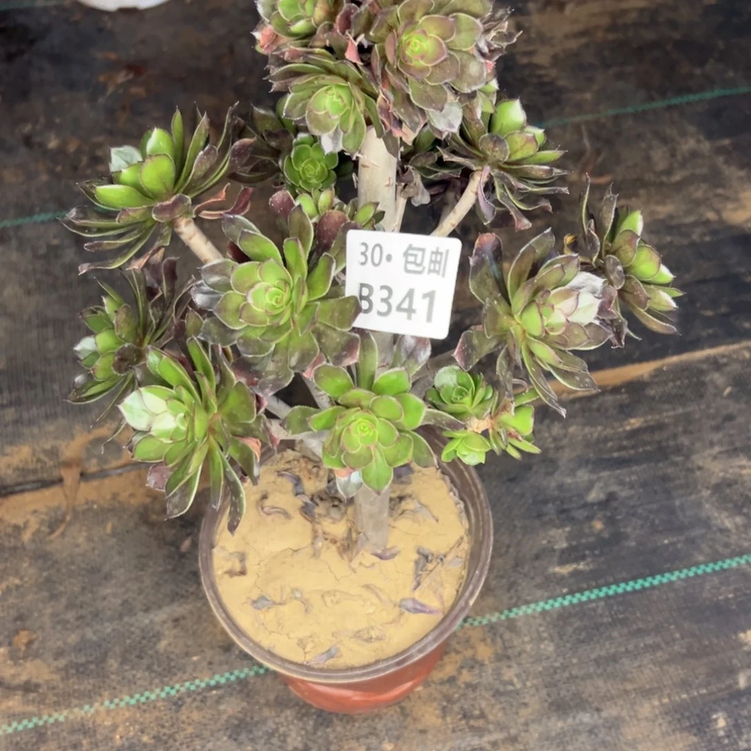 341 多肉侧枝不包