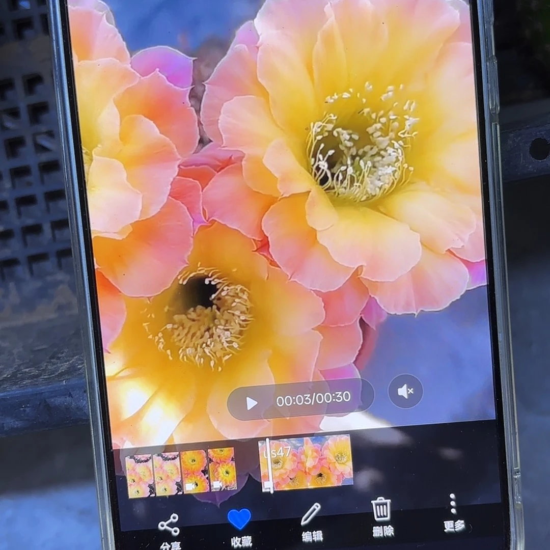 Us47彩侧牙20包邮19