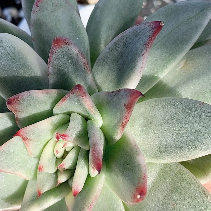 不知名一物一拍，