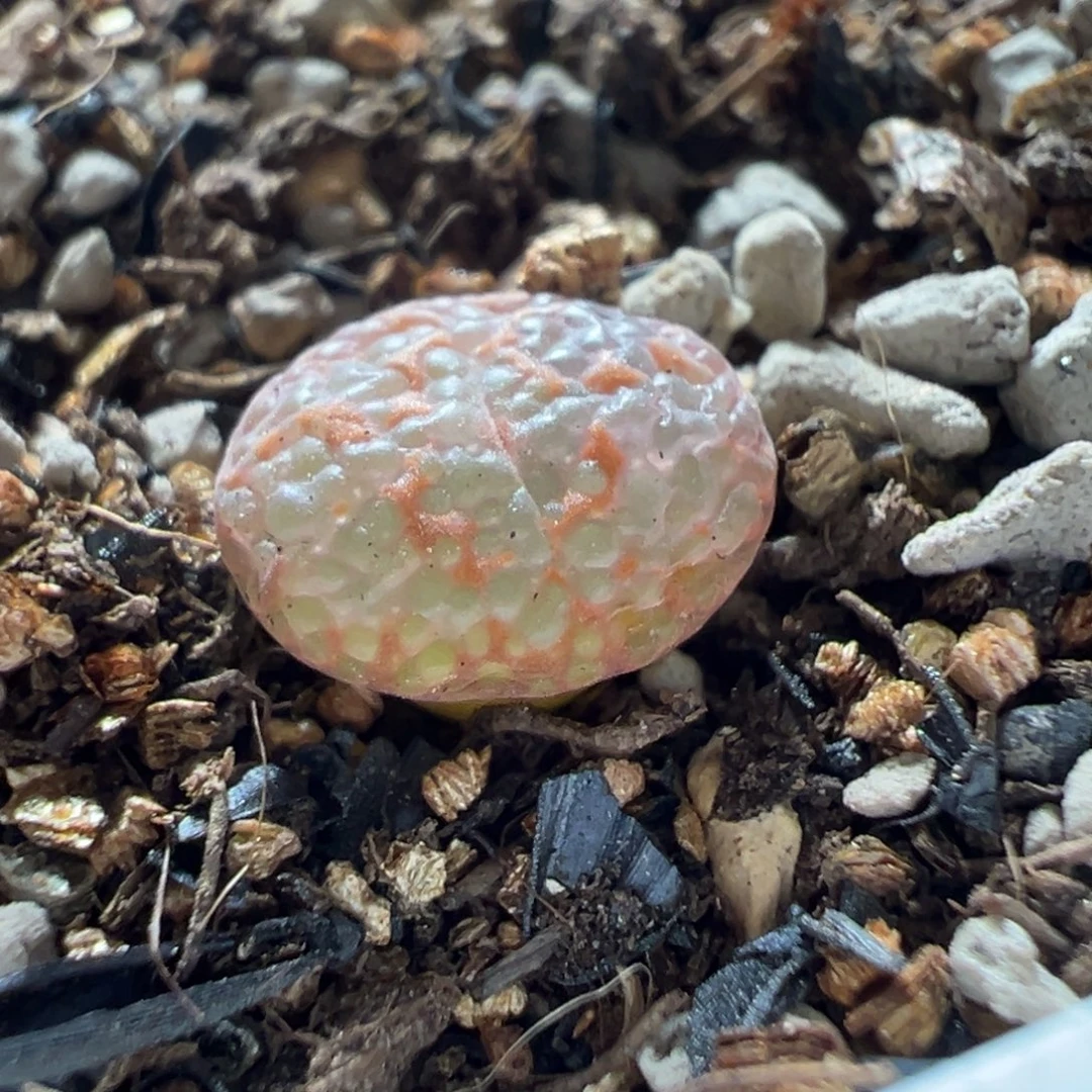 全满泡泡鱼子酱勋章多肉