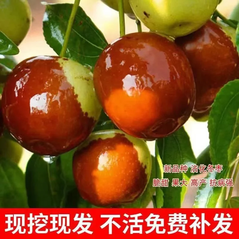 枣树苗包成活沾化冬枣苗特大盆地栽嫁接果树苗南北方种植当年结果