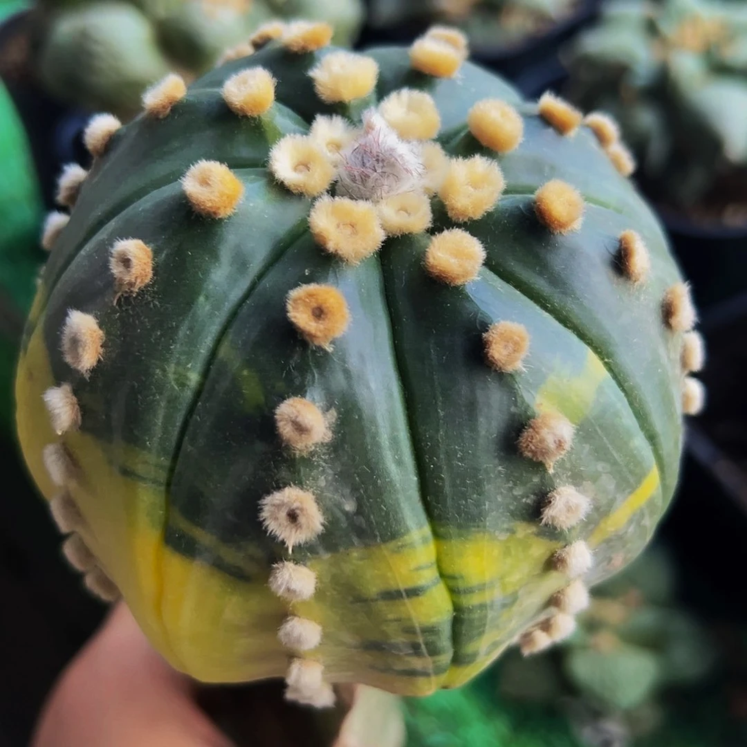 无花朵大个兜锦699