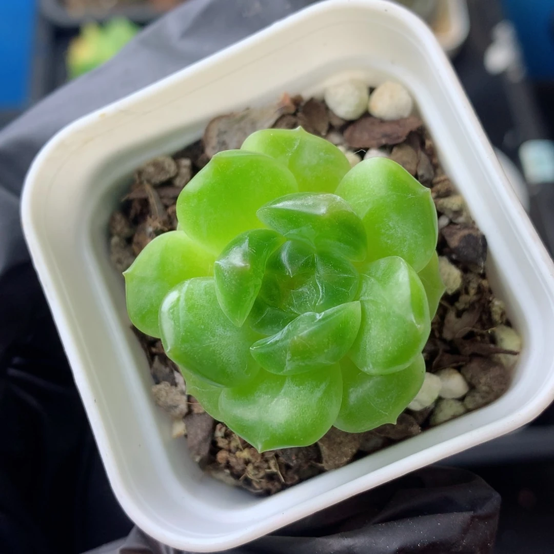 58包邮  群生不包整 111