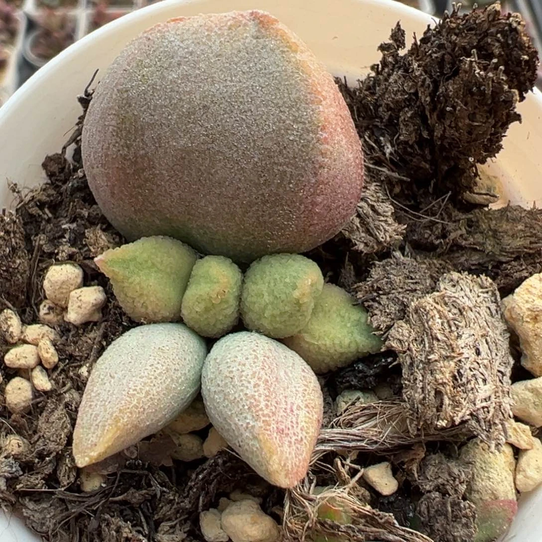哈弗大苗多肉植物水泡