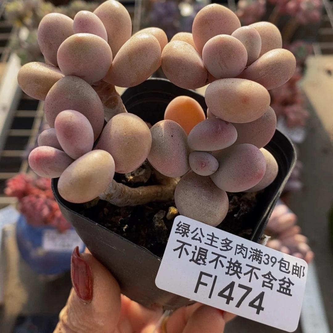 糖果桃蛋474/7c m