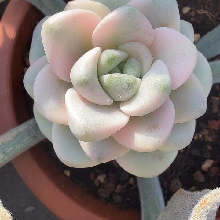 花斑鹿锦多肉锦植物