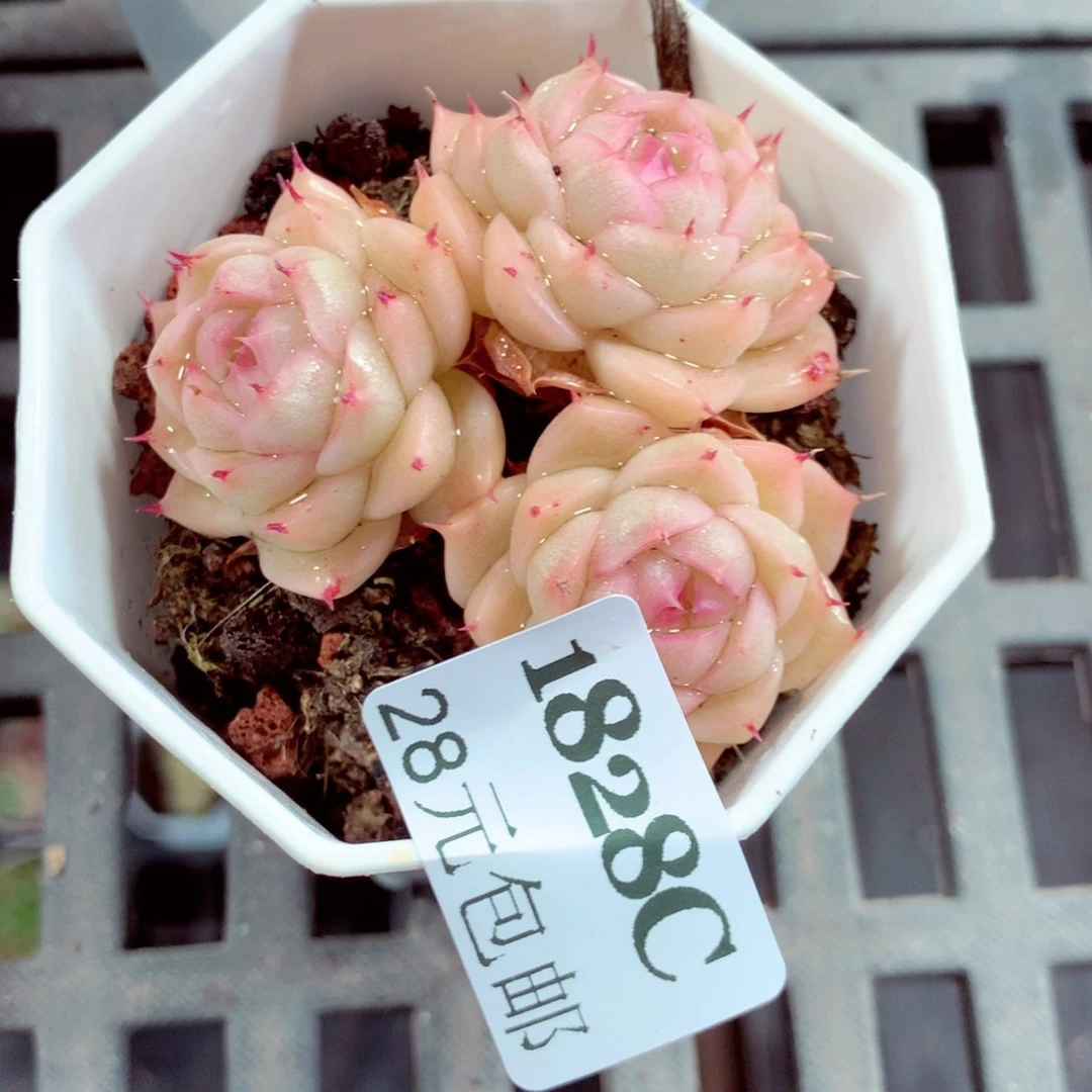 5厘米盆精控多肉1828