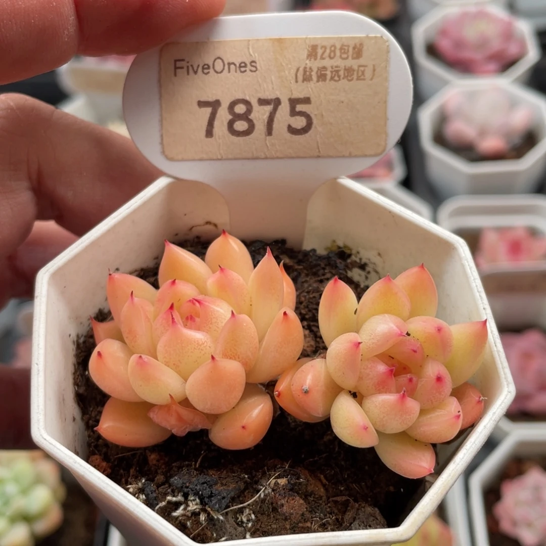 晴空珍妮7875-6.5厘米