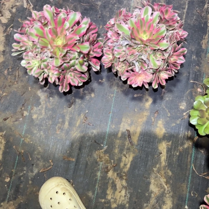 过***生不包侧枝一物一拍56