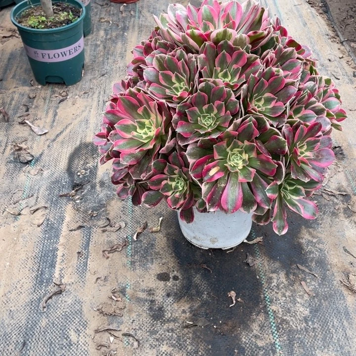 47粉女郎多肉植物多肉多肉