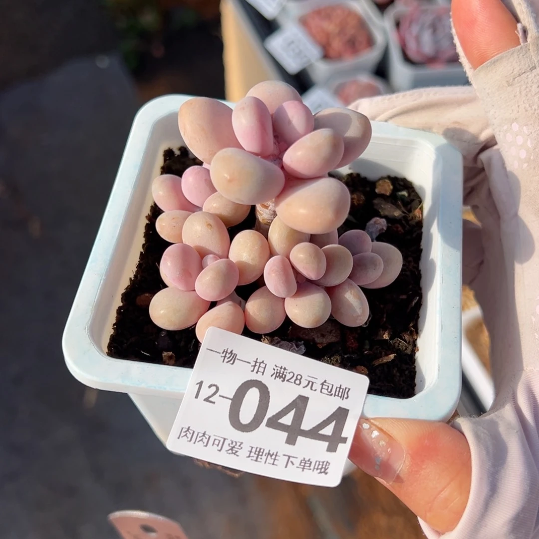 桃蛋多肉多肉多肉多肉多肉多肉多肉