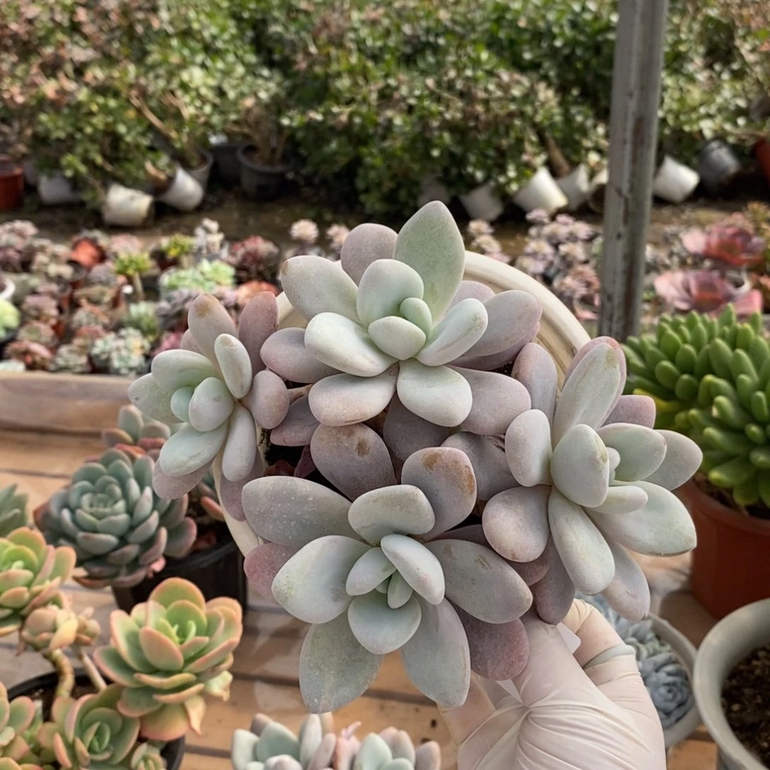 242粉兔多头一物一拍