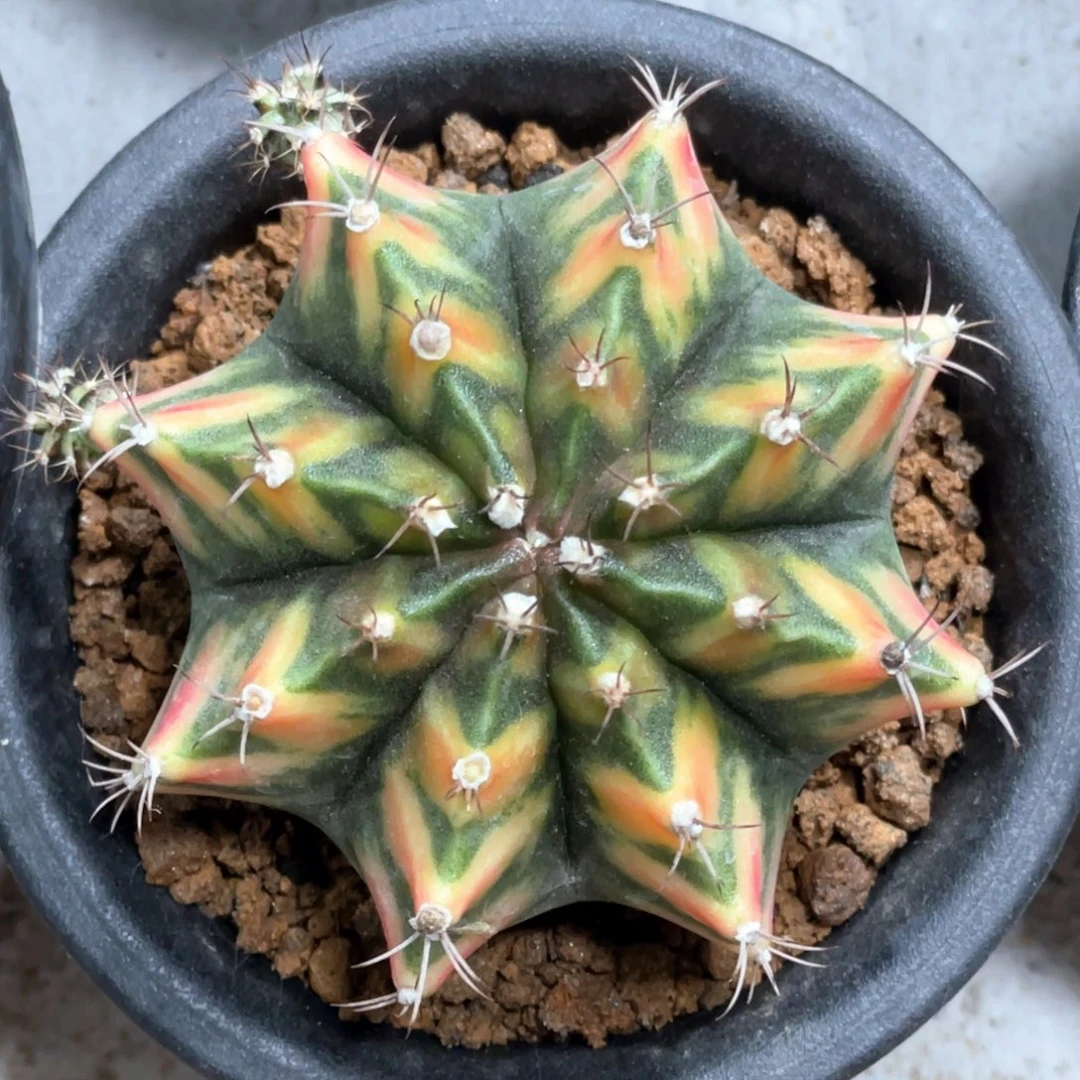 当前无花朵，栽培后可花朵橘黄虎斑规律V背锦