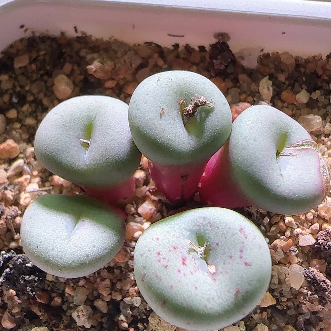 钮扣不知道名字。  304