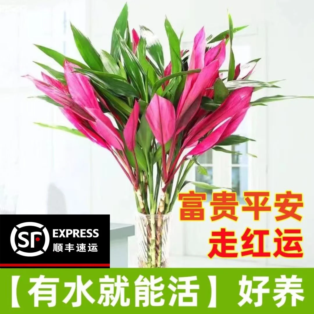 《顺丰发货，2单送玻璃花瓶》鸿运双色富贵竹水培绿植吸甲醛净化绿植