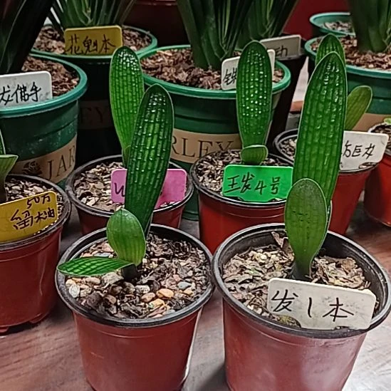 梦***经完全开放   2课