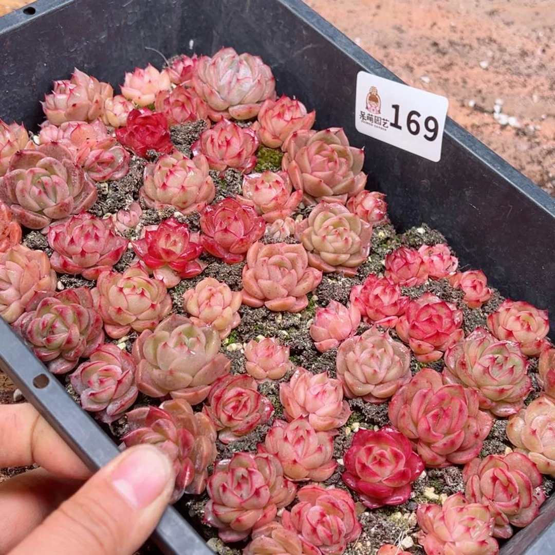 玲*多肉植物多肉植物