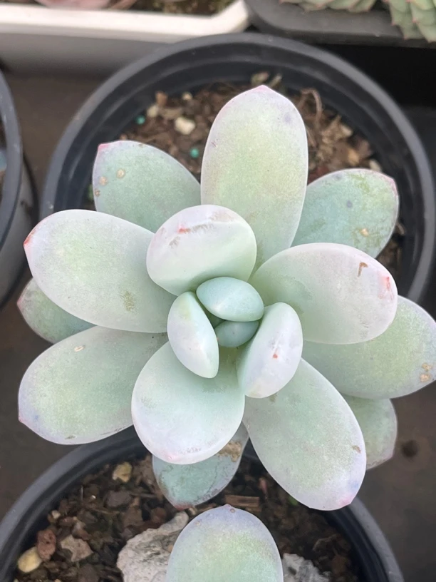 全场满15包邮 雪美人单头7厘米3盆，脱土发货